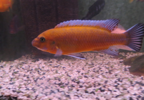 Labeotropheus Trewavasae Red 4 - 5