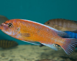 Labeotropheus Trewavasae Rosy 4-5Cm