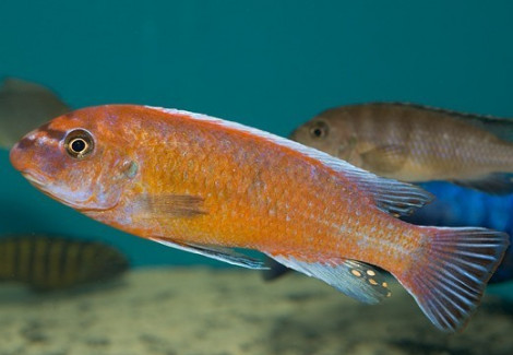 Labeotropheus Trewavasae Rosy 4-5Cm