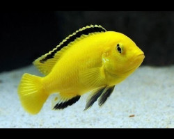 Labidochromis Caeruleus 3,5-4Cm