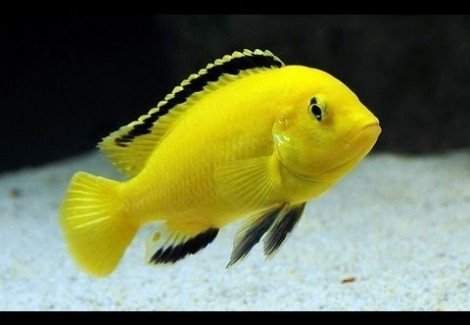 Labidochromis Caeruleus 3,5-4Cm