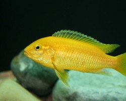 Labidochromis Caeruleus Gold 4Cm