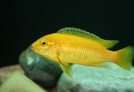 Labidochromis Caeruleus Gold 4Cm