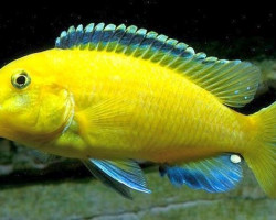 Labidochromis Caeruleus Yellow 4-5Cm