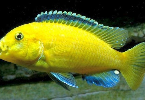 Labidochromis Caeruleus Yellow 4-5Cm