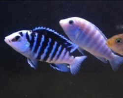 Labidochromis Chisumulae 3-3,5Cm