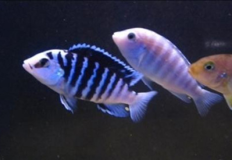 Labidochromis Chisumulae 3-3,5Cm