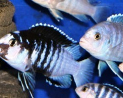 Labidochromis Chisumulae Mbweca Thumbi Point 3,5-4