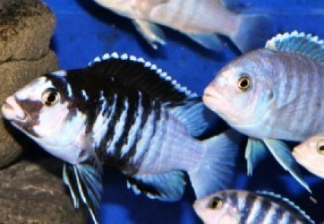 Labidochromis Chisumulae Mbweca Thumbi Point 3,5-4