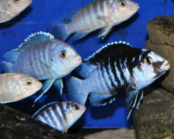 Labidochromis Chisumulae Mbweca Thumbi Point 3-3,5Cm