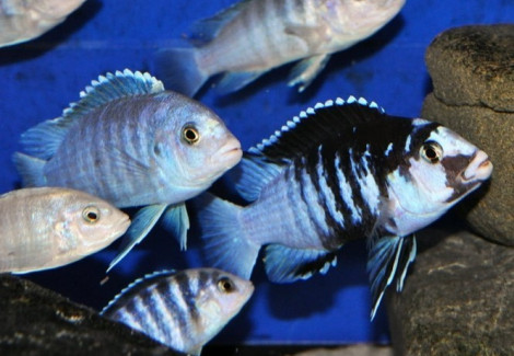 Labidochromis Chisumulae Mbweca Thumbi Point 3-3,5Cm