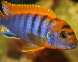 Labidochromis Hongi Kimpuma 5-6Cm