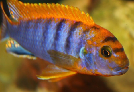 Labidochromis Hongi Kimpuma 5-6Cm