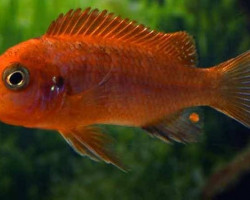 Labidochromis Hongi Orange 3-4Cm