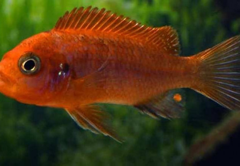 Labidochromis Hongi Orange 3-4Cm