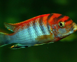 Labidochromis Hongi Red Top  3,5-4,5Cm