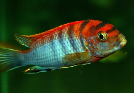 Labidochromis Hongi Red Top  3,5-4,5Cm