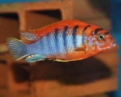 Labidochromis Hongi Sweden 5-6Cm