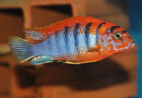 Labidochromis Hongi Sweden 5-6Cm