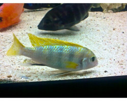 Labidochromis Perlmutt (7-8)