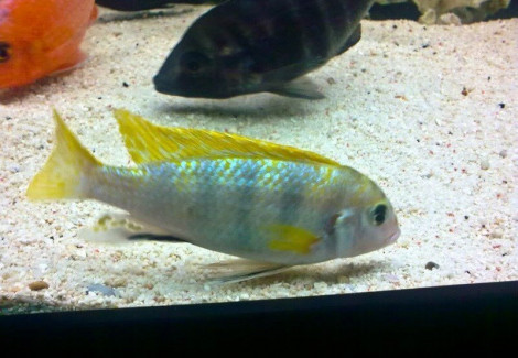 Labidochromis Perlmutt (7-8)