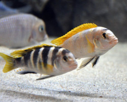 Labidochromis Perlmutt Higga Riff 3-4Cm"