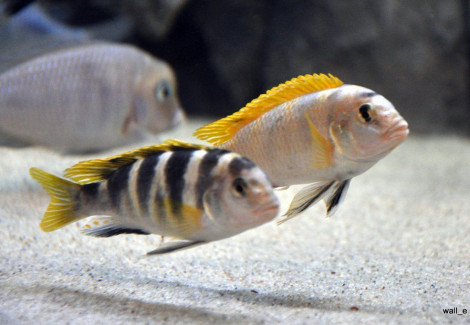 Labidochromis Perlmutt Higga Riff 3-4Cm"