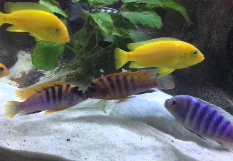 Labidochromis Sp. Arnoldi 3,5 - 4Cm