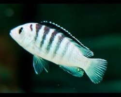 Labidochromis Sp. Nkali 4Cm