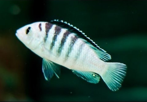 Labidochromis Sp. Nkali 4Cm