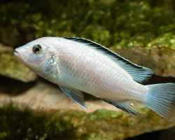 Labidochromis Sp. White 3-4Cm