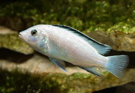 Labidochromis Sp. White 3-4Cm