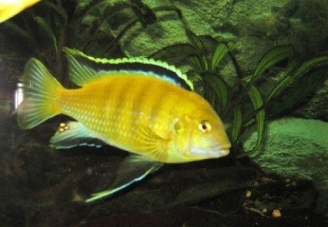 Labidochromis Sp. Yellow 3-4Cm