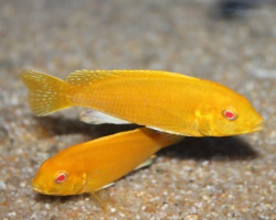 Labidochromis Sp. Yellow Albin 5-6