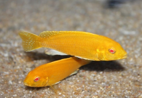 Labidochromis Sp. Yellow Albin 5-6