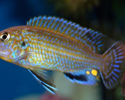 Labidochromis Textilis 4-5