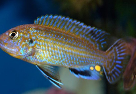 Labidochromis Textilis 4-5