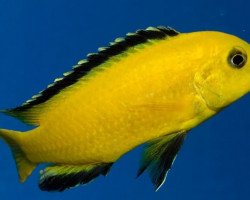 Labidochromis Yellow Kakusa 3-3,5Cm