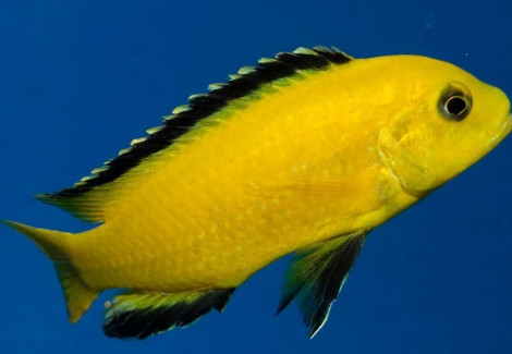 Labidochromis Yellow Kakusa 3-3,5Cm