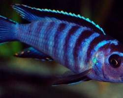 Labidochromis Zebroides 4Cm