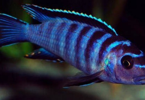 Labidochromis Zebroides 4Cm