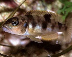 Lamprologus Boulengeri/Kiritvaithai 3-4