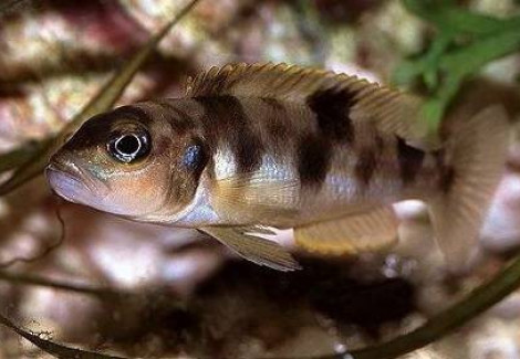 Lamprologus Boulengeri/Kiritvaithai 3-4