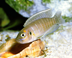 Lamprologus Brevis 3-4Cm