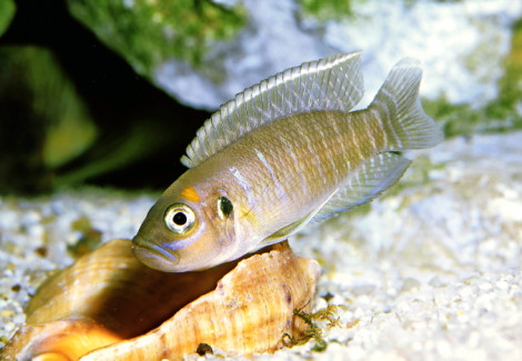 Lamprologus Brevis 3-4Cm