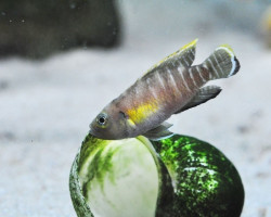 Lamprologus Brevis Congo 4Cm