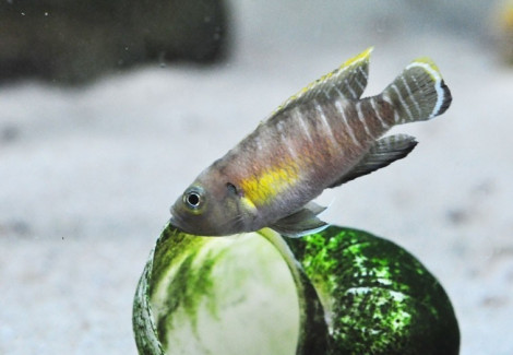 Lamprologus Brevis Congo 4Cm