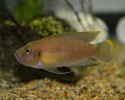 Lamprologus Brevis Ikola 5Cm