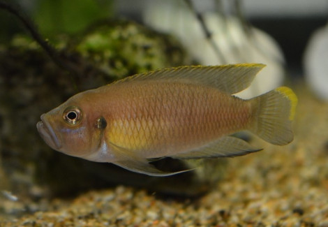 Lamprologus Brevis Ikola 5Cm