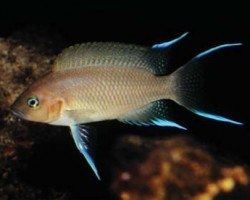 Lamprologus Brichardi 2-2,5Cm